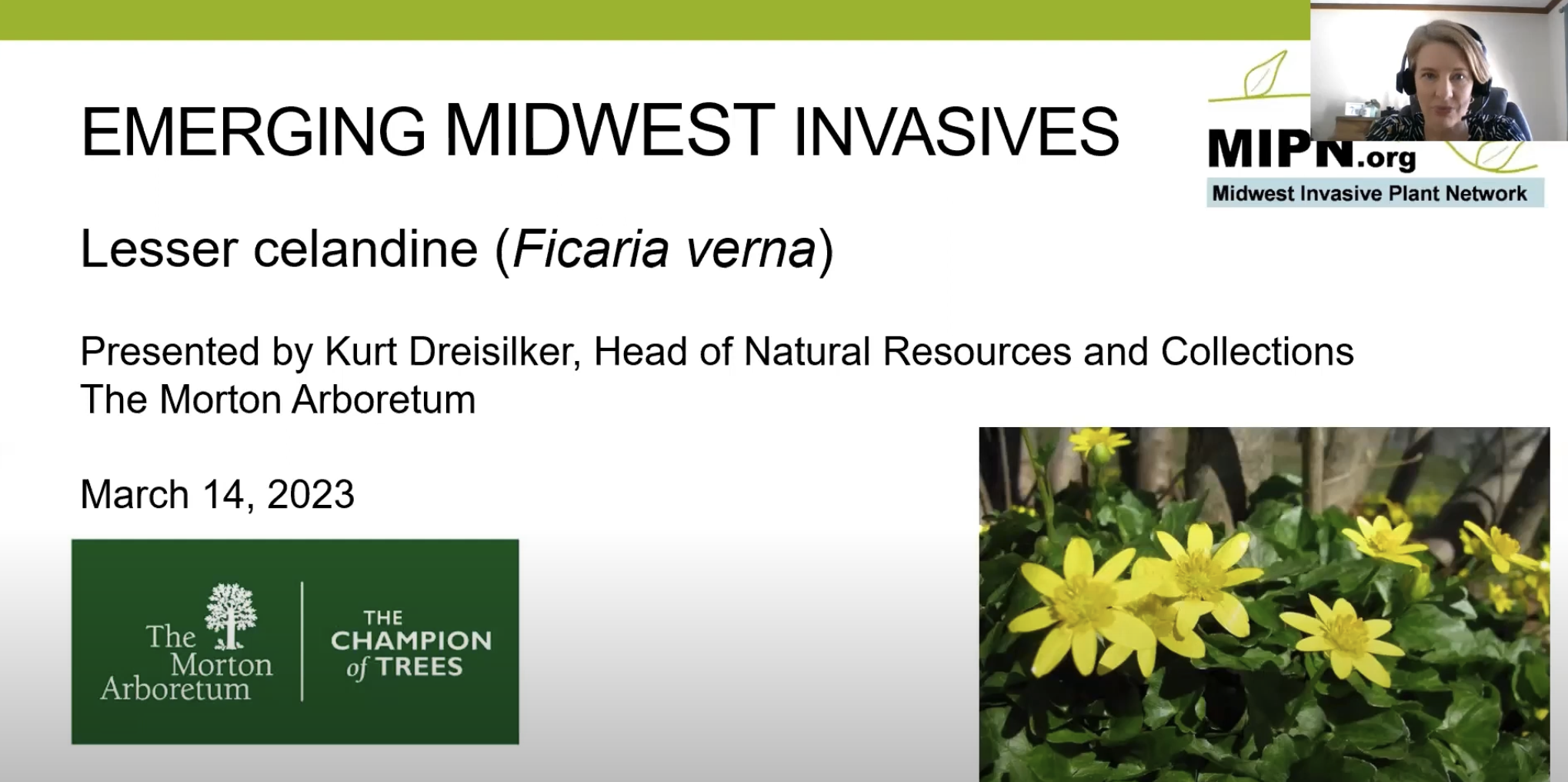 Lesser Celadine (Ficaria Verna)